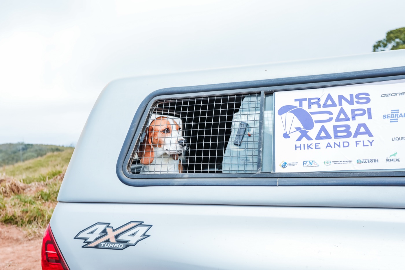 Cachorro no veículo de apoio